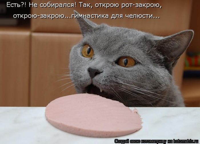 Лучшие котоматрицы недели