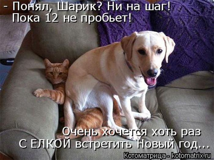 Лучшие котоматрицы недели