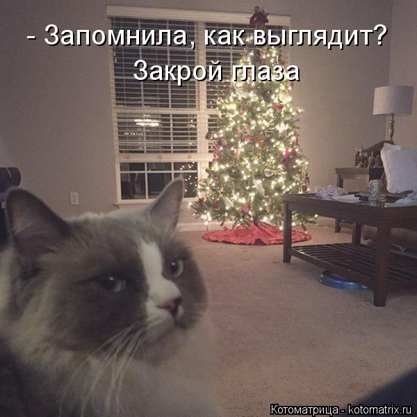 Лучшие котоматрицы недели