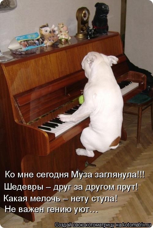 Лучшие котоматрицы недели