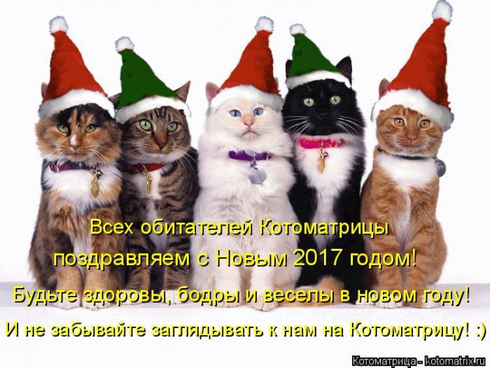 Лучшие котоматрицы недели