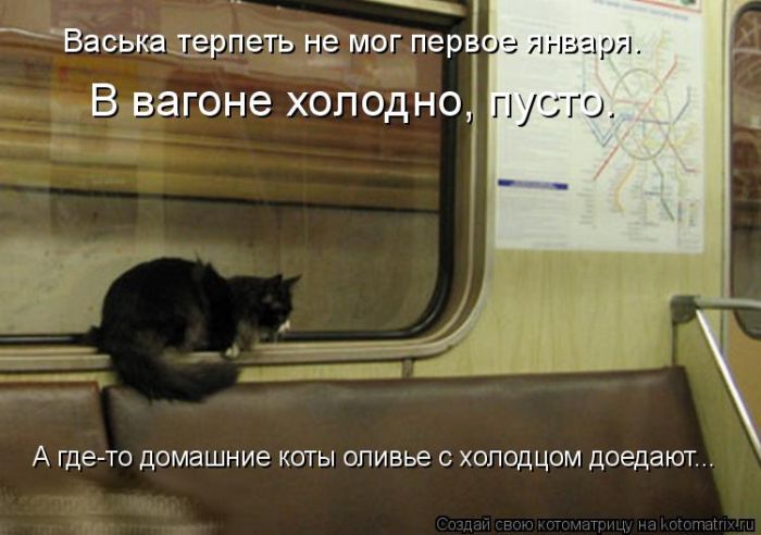 Лучшие котоматрицы недели