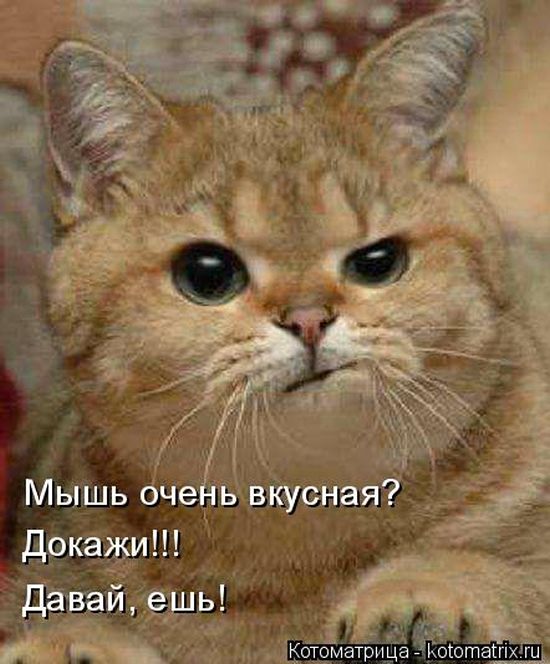 Лучшие котоматрицы недели