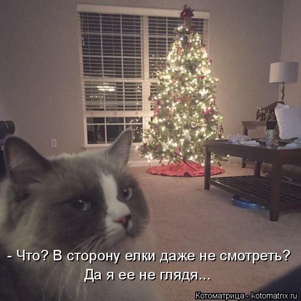 Лучшие котоматрицы недели