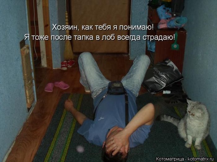 Лучшие котоматрицы недели