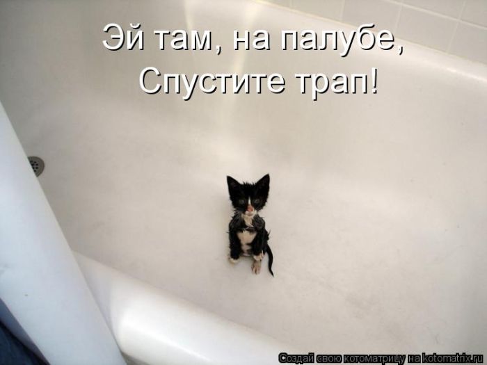 Лучшие котоматрицы недели