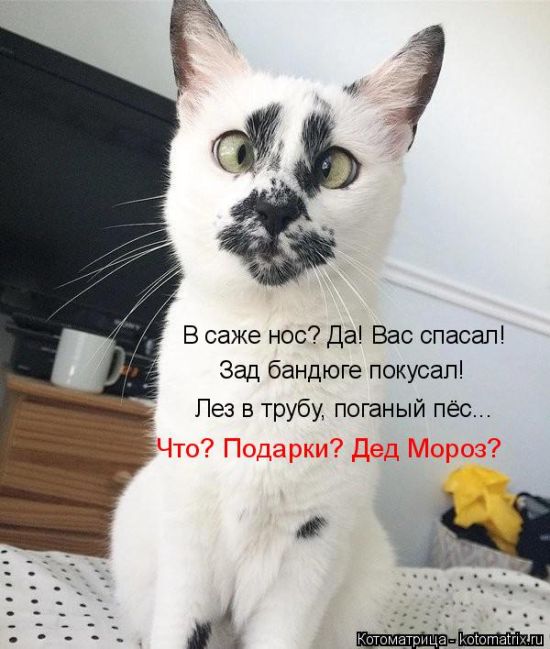 Лучшие котоматрицы недели