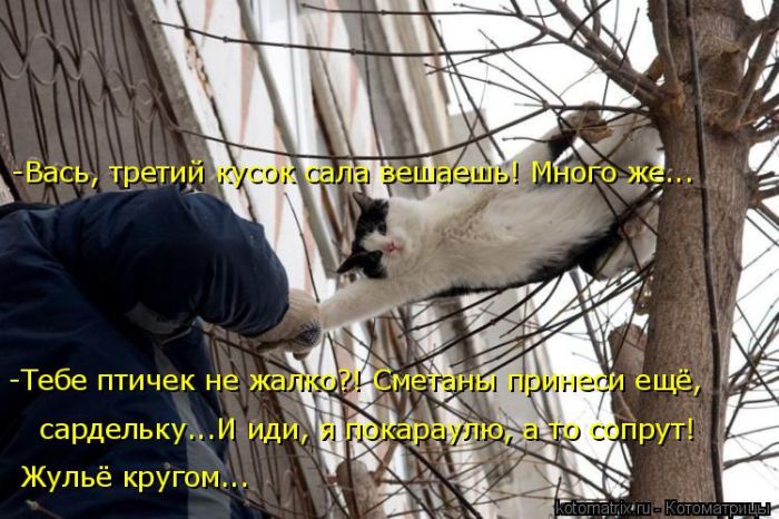 Лучшие котоматрицы недели