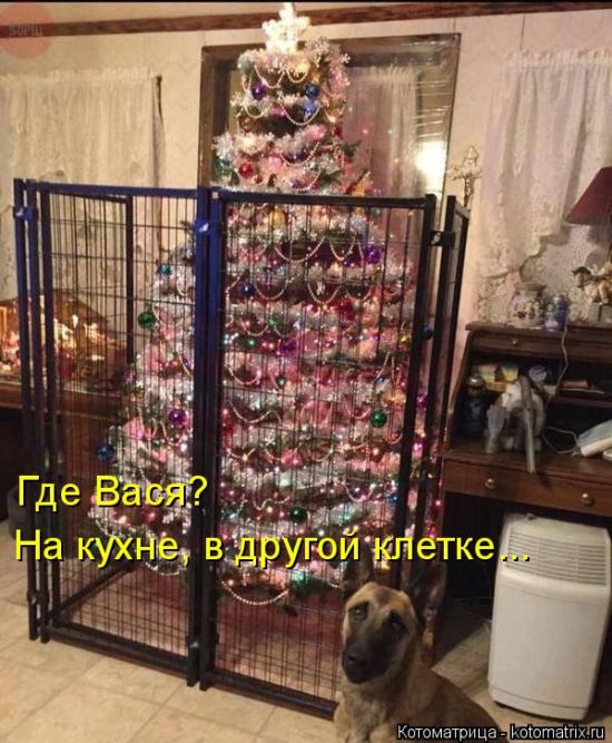 Лучшие котоматрицы недели