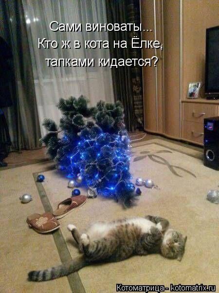 Лучшие котоматрицы недели