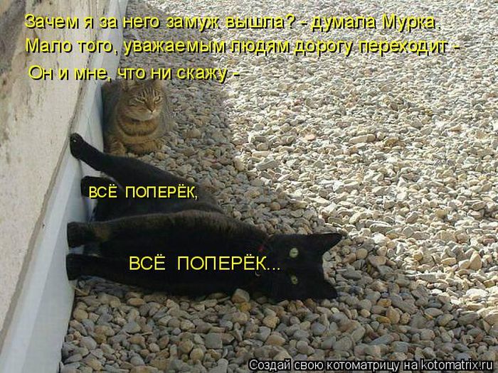 Лучшие котоматрицы недели
