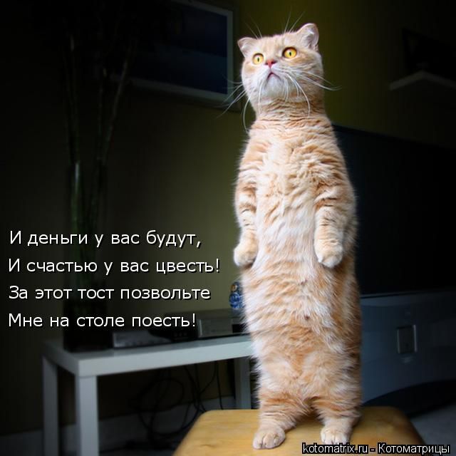 Лучшие котоматрицы недели