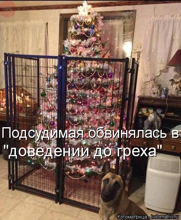 Лучшие котоматрицы недели
