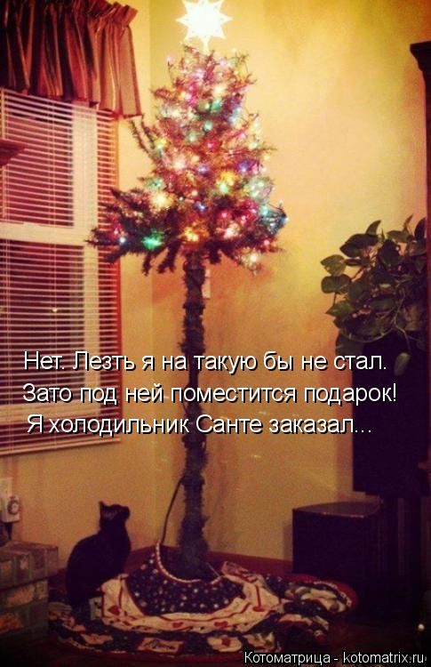 Лучшие котоматрицы недели