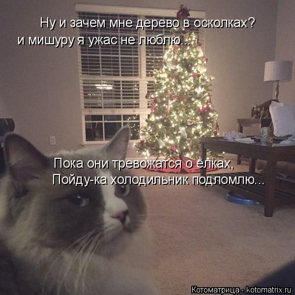 Лучшие котоматрицы недели