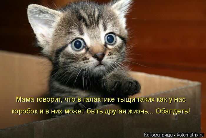 Лучшие котоматрицы недели