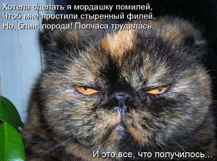 Лучшие котоматрицы недели