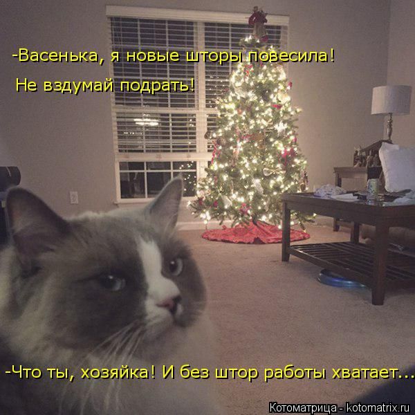 Лучшие котоматрицы недели