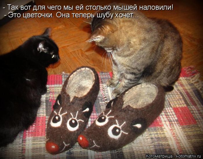 Лучшие котоматрицы недели