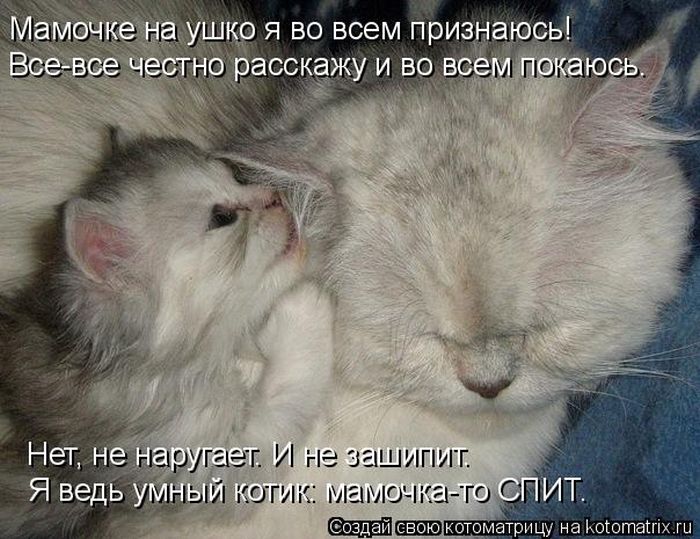 Лучшие котоматрицы недели