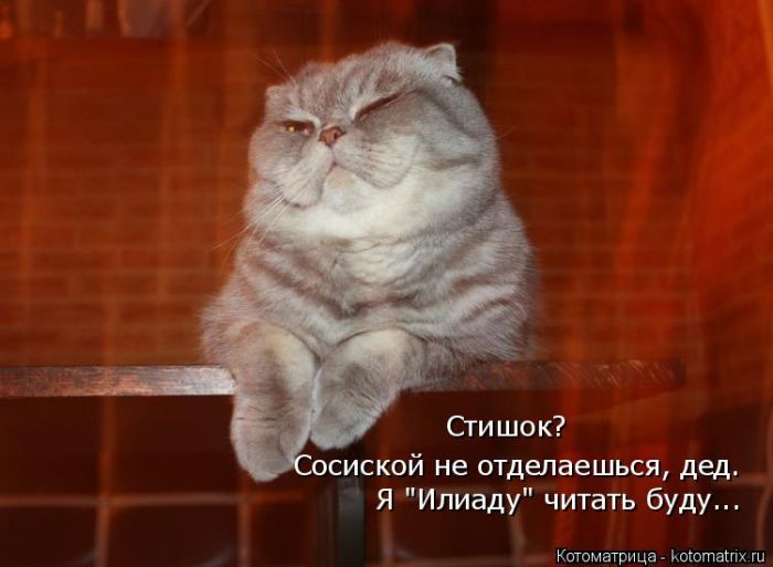 Лучшие котоматрицы недели