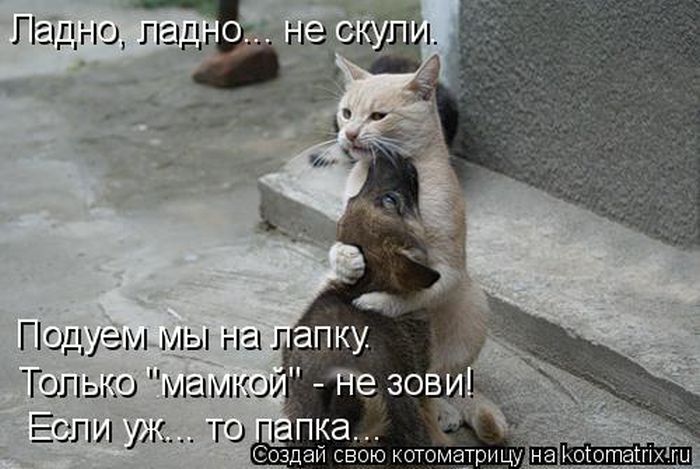 Лучшие котоматрицы недели