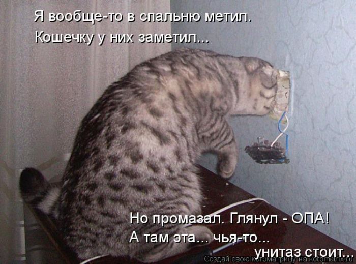 Лучшие котоматрицы недели