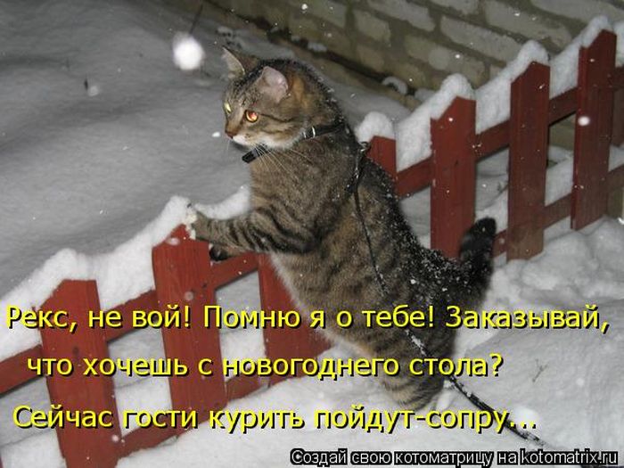Лучшие котоматрицы недели