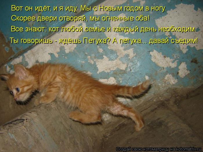 Лучшие котоматрицы недели