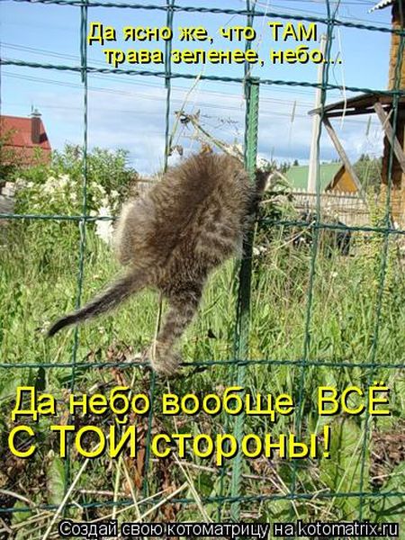 Лучшие котоматрицы недели
