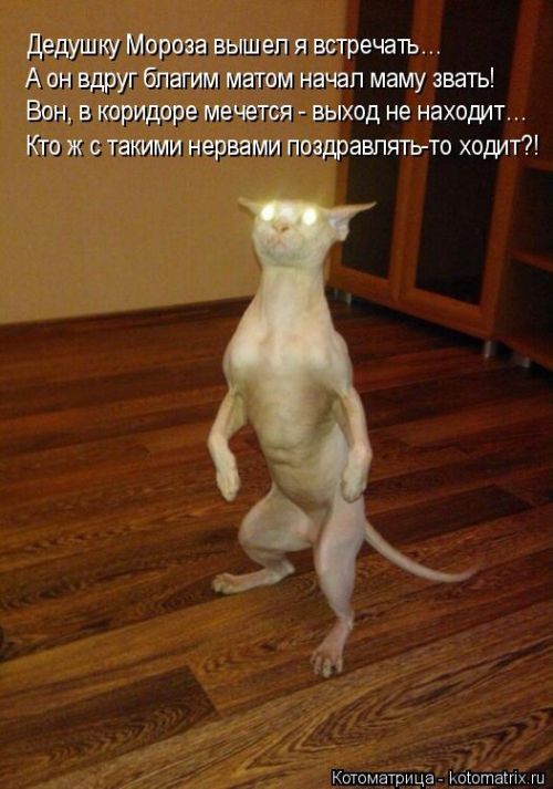 Лучшие котоматрицы недели