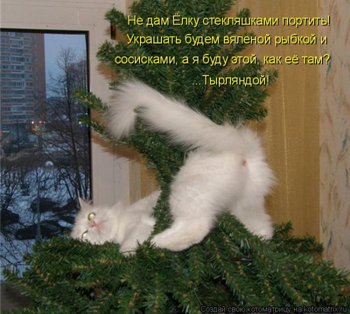Лучшие котоматрицы недели