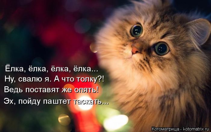 Лучшие котоматрицы недели