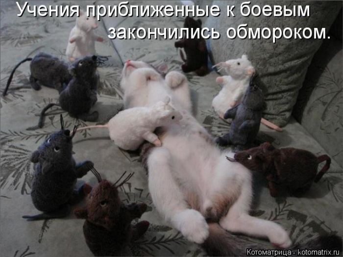 Лучшие котоматрицы недели