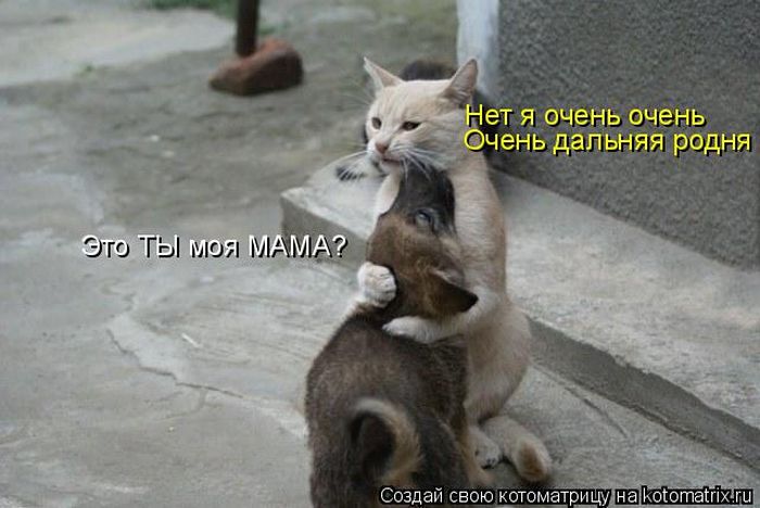 Лучшие котоматрицы недели