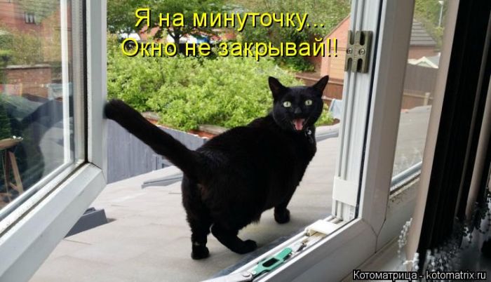 Лучшие котоматрицы недели