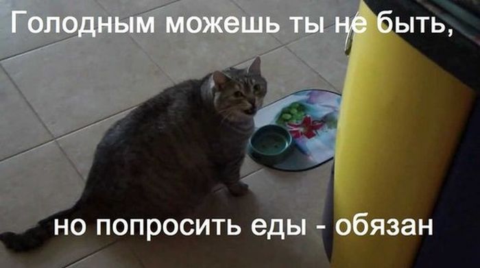 Порция картинок