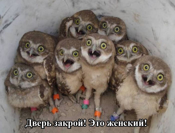 Порция картинок