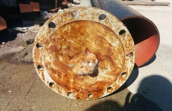 Спасение застрявшей в трубе кошки