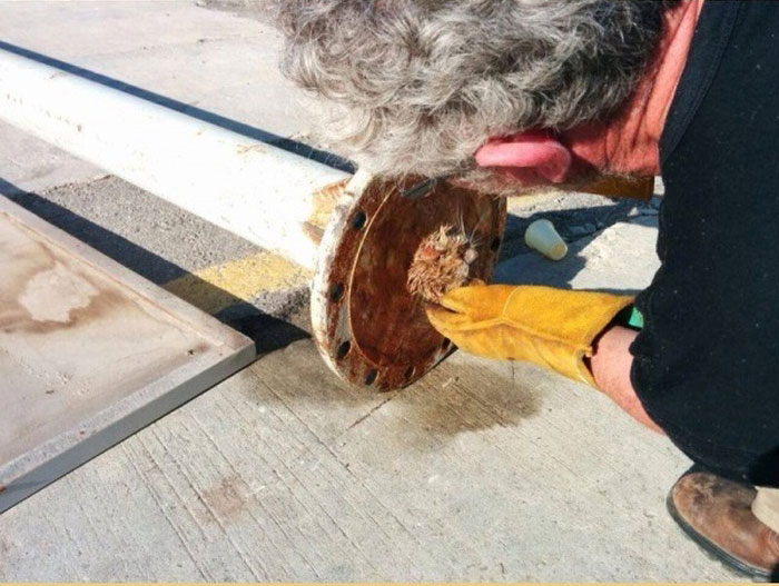 Спасение застрявшей в трубе кошки