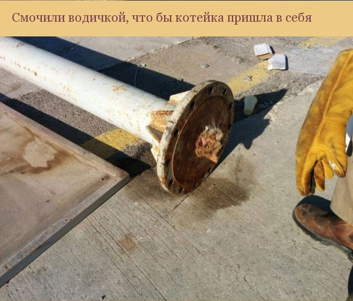 Спасение застрявшей в трубе кошки