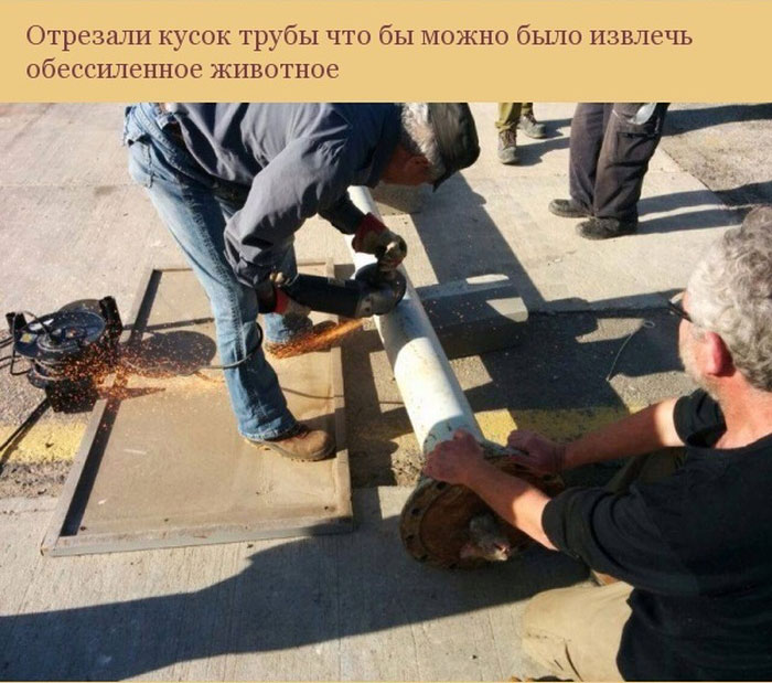 Спасение застрявшей в трубе кошки