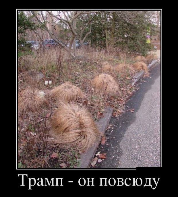 Демотиваторы