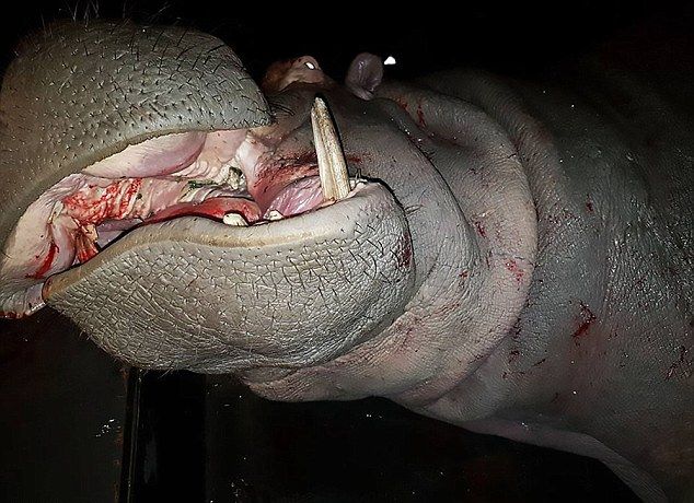 Карета скорой помощи врезалась в бегемота