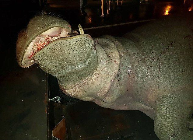 Карета скорой помощи врезалась в бегемота