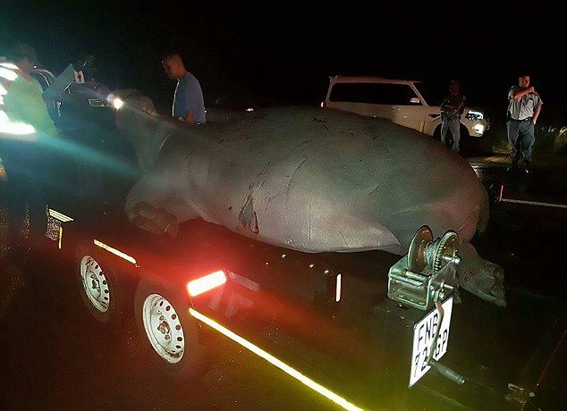 Карета скорой помощи врезалась в бегемота