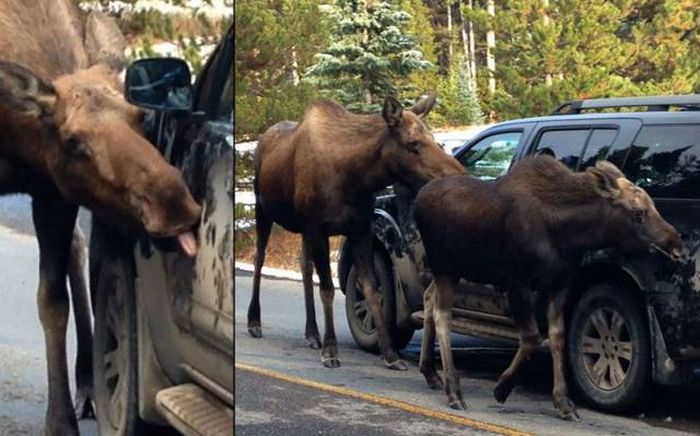 Прикольные картинки