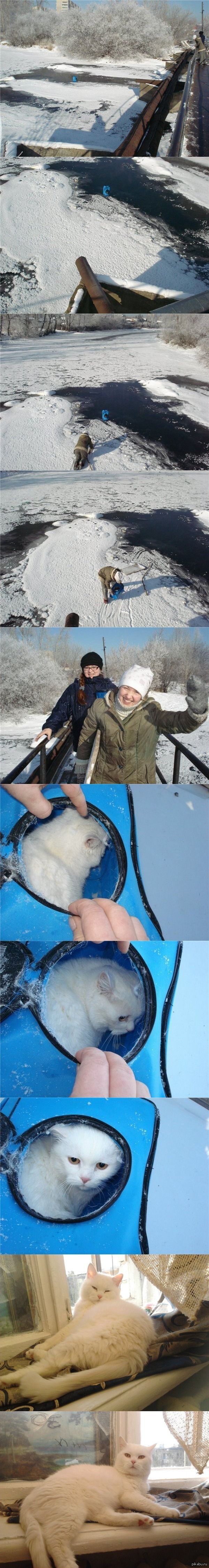 В Екатеринбурге спасли кота