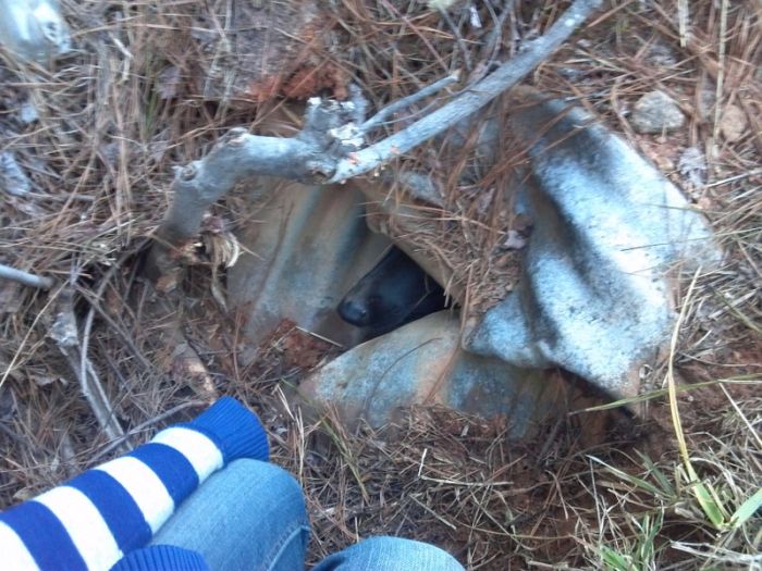 Собачья интуиция (9 фото)