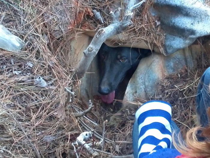 Собачья интуиция (9 фото)